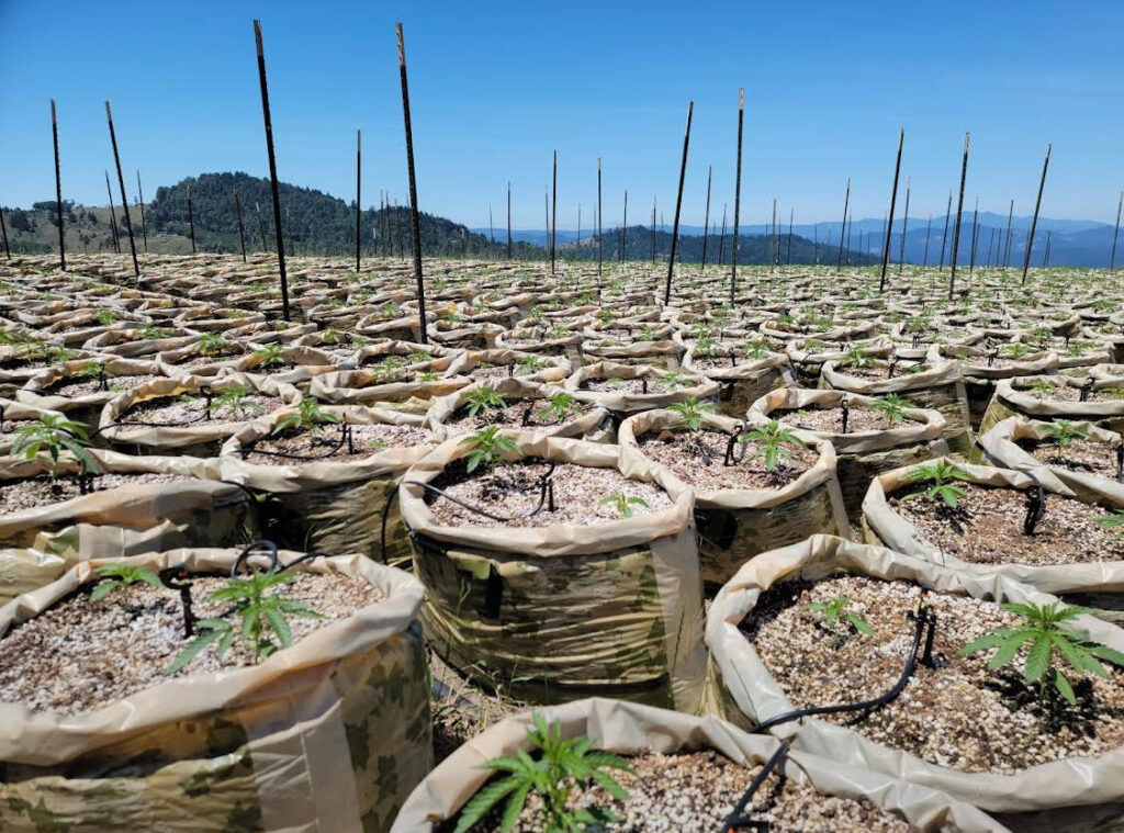 Rows of young plants growing in circular bags under a clear blue sky.